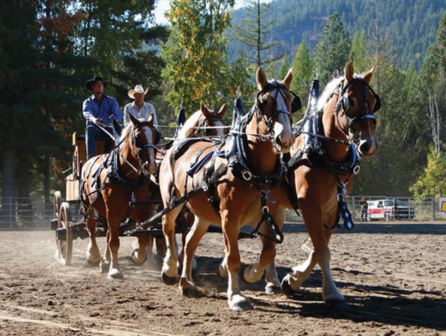 Idaho State Draft Horse & Mule International Show