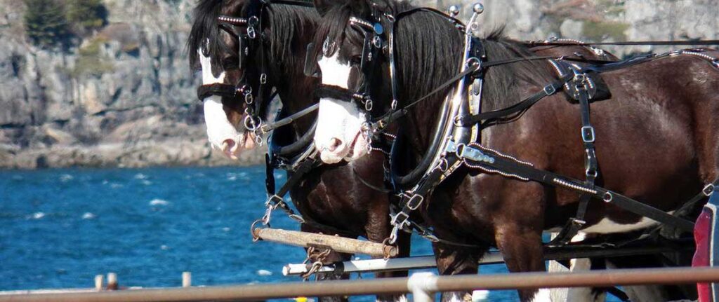 horse idahodrafthorseshow.com