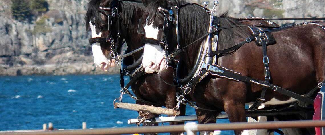 horses