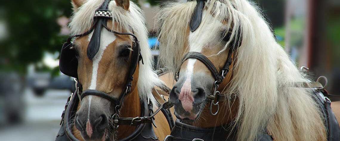 horses